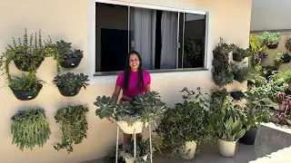 My beautiful succulent wall 😍
