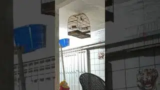 CURIÓ ALADIM -68 CANTOS , SÁBADO 20 DE DEZEMBRO 2025.