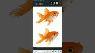 Gold Fish #arttoww #goldfish #livepainting #reference #colourization #cute #livedigital #onepiece
