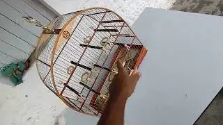 gaiola de luxo n&uacute;mero 4 pra azul&atilde;o watts zap 87998109718