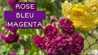 Троянда Блю маджента || Rose Bleu magenta 🌹