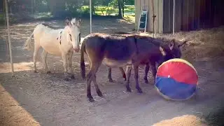 There&rsquo;s something new in the donkey pen