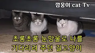 초롱초롱 눈망울로 나를 기다리는 길고양이 