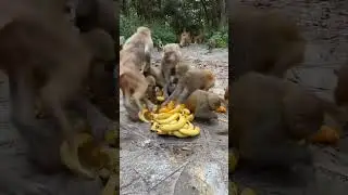 Hyena Take Advantage Of Opportunity To Knock Out manky When manky  Exhausted In Battle With Giraffe