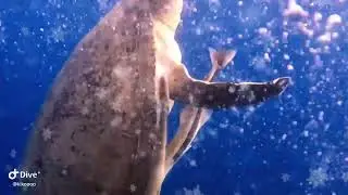 Sea Turtle Mating Season in the Red Sea 🐢❤️ | Romantic Ritual & Nesting Magic Sharm El Sheikh