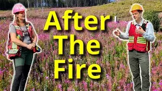 Post-Fire Forest Regeneration - Sub-Boreal Spruce BEC Zone