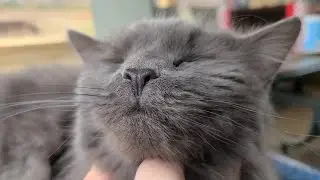 watch - my handsome Smokey relaxing after his breakfast - A cat love video entertainment 