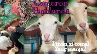 Ep7 CAMERON HIGHLANDS Mini Zoo &brvbar; aduhai haiwan disini very friendly... 😂