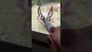Mind Blowing Animal Abilities That Will Leave You Speechless #shorts