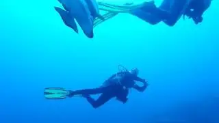 Fledermausfisch #1 zwischen Tauchern