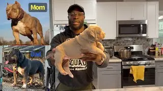 THE BEST Puppies In The World! 5x GrCh Bloodline! 😤😎