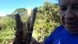 Ca&ccedil;a  as tanajuras@plantando o ouro 
