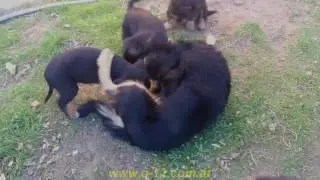 &laquo;Lana Carancha y cachorros -mayo 2017-&raquo;