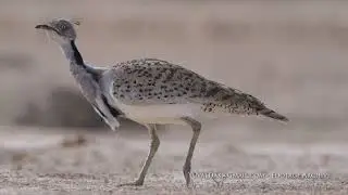 Houbara Bustard / חוברה
