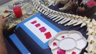 Comparazione acrilici, acquerelli, guazzi e guazzi acryla