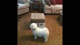 Super Bowl 45 prediction by Molson the world's smartest dog