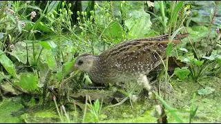 Spotted Crake - Porzana porzana - Porseleinhoen / Baasrode - Belgium / September 3, 2022