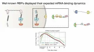 The chronology of mRNP remodeling - Yeon Choi - iRNA - Poster - ISMB 2022