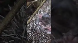 Baby Animals #shorts #animals #relaxing #baby