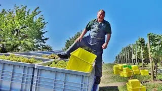 BL Maisprach - Herbschte bim Urs Imhof im September 2015 🍇🍇🍇