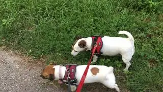 Vlog_Giro con Aki e Mela alla frazione Castello di Santa Giuletta🐶❤️