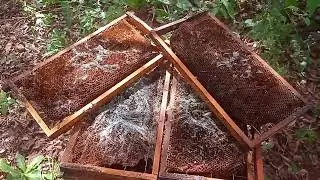 QUANDO ENCONTRAMOS A TRAÇA EM UMA COLÔNIA: PORQUE ACONTECE, QUANDO ACONTECE E O QUE FAZER.