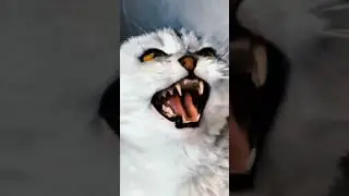 Cats vs Nightmares: Funniest Sleep Fails 😱 #shorts