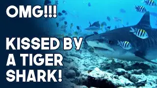 Day 3 Dives I Project Shark I Blue Voyager Liveaboard I Maldives