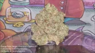 [Team Elite Genetics] Orange Soda