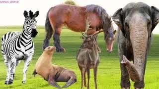 Farm Animals Video, Wild Animals Fighting, Tiger, Elefant, Eagle, Owl, Cat, Dog, Horse.Part:-33.