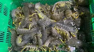 Đặc sản, đặc sản cần giờ cả nhà ơi, nay tới mùa tranh thủ thưởng thức để hết mùa, ăn cực kỳ ngọt 