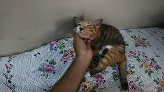 First-Person Cat Love! 🐱 Exploring My New Animal Adventure Series with GoPro - Episode 1