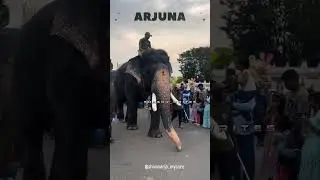 arjuna #arjunaelephant #elephant #love #karnataka #travel #mysuru #animals #nature  #dubare