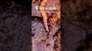 Wireworm 1-31-24
