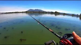 “Bass Factory”, USA (Clear Lake. California)