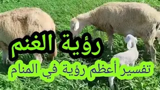 رؤية الغنم في المنام بشرى عظيمة لك