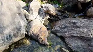 Calming wster streams from mountain of Wales.#waterstreamsounds #relaxingmusic #calmingsounds