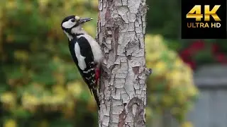 4K VIDEO - GREAT RED WOODPECKER (60 FPS)