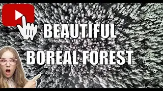 Newfoundland's Beautiful Boreal Forest by drone !