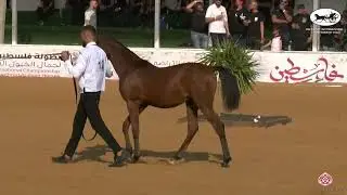 N 12 LAHEEF AL RASHEEM   Palestine International Championship 2022   Futurity Colts A Class 1