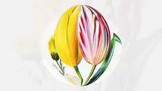 Selected Florilegium: Plates I&ndash;III / Archival Botanical Prints by Plumb Ritual