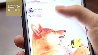 Social app for pet owners &mdash; 20150904
