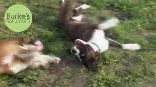 Burke's Backyard, Boxer Dog Road Test
