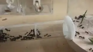 Premi&egrave;re diapause pour mes Messor barbarus.
