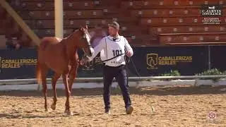 N 101 ESTRELLA MV   AECCA Arabian Horse of Spanish Lines Show 2025   Mares 4 6 Years Old Class 6