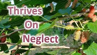 Thai Dwarf Mulberry Progress Report
