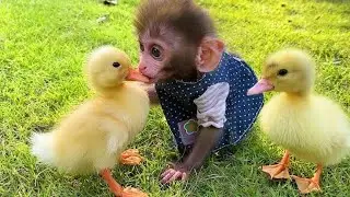 Baby monkey helps dad take care of ducks, #monkey #love #help #viral