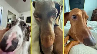 Silly Dachshund Compilation #3