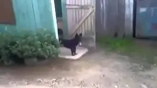 Boss Dog and Door