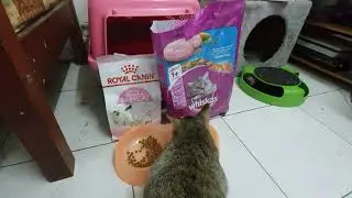 #Catfood #Royalcanin #whiskas My Cat is So Royal & I Am Dead!!!